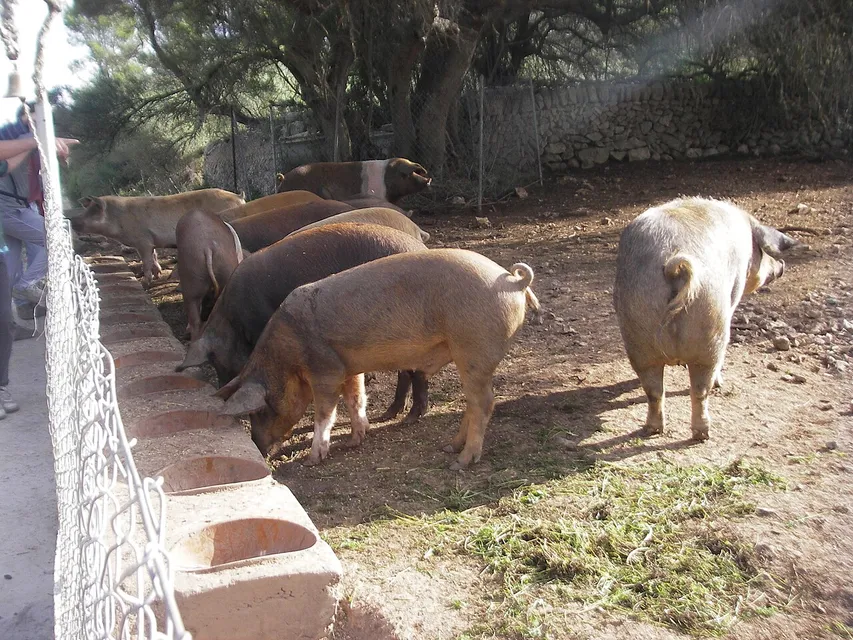 Finca Ca'n Quatre Soller