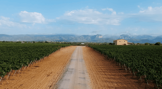 Bodegas Macià Batle (1856)