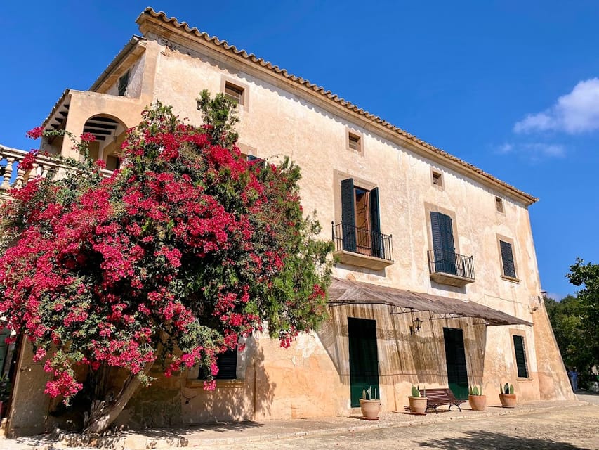 Oli de Jornets (Sencelles - AOVE Ecológico)