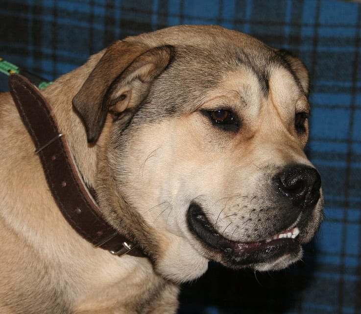 Residencia Canina & Adiestramiento Son Fangos Campos